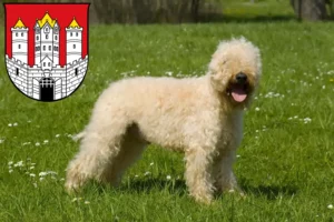 Read more about the article Irish Soft Coated Wheaten Terrier breeders and puppies in Salzburg