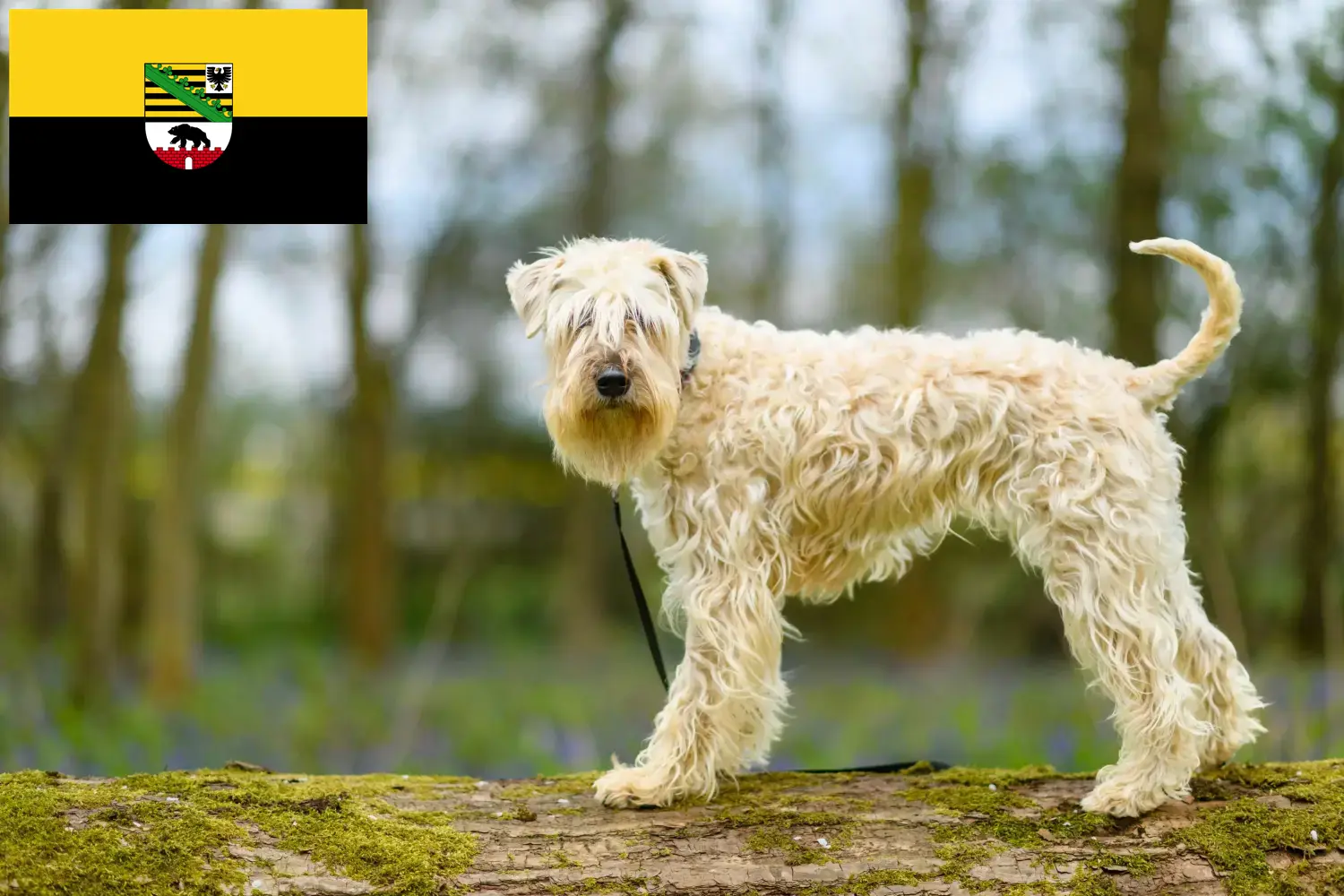 Read more about the article Irish Soft Coated Wheaten Terrier breeders and puppies in Saxony-Anhalt