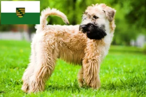 Read more about the article Irish Soft Coated Wheaten Terrier breeders and puppies in Saxony