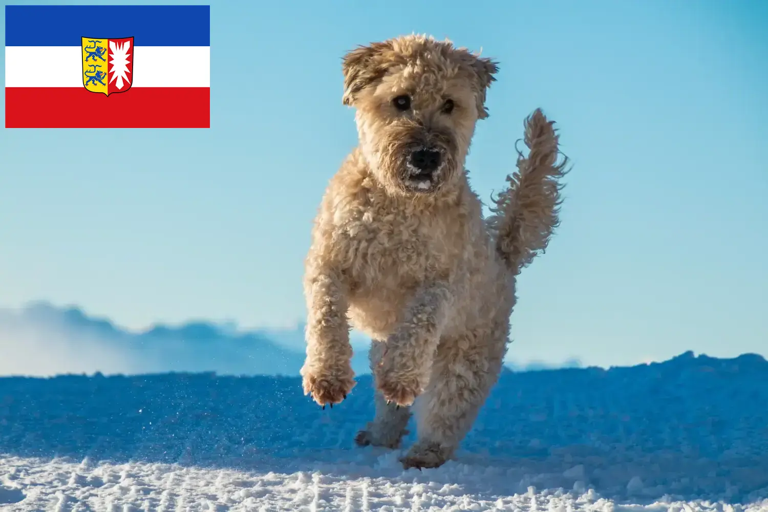 Read more about the article Irish Soft Coated Wheaten Terrier breeders and puppies in Schleswig-Holstein