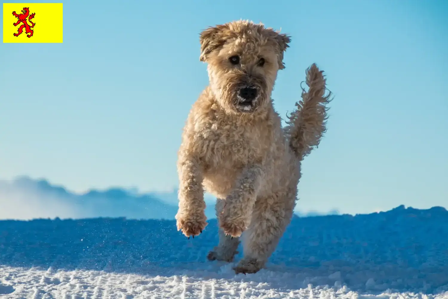 Read more about the article Irish Soft Coated Wheaten Terrier breeders and puppies in South Holland