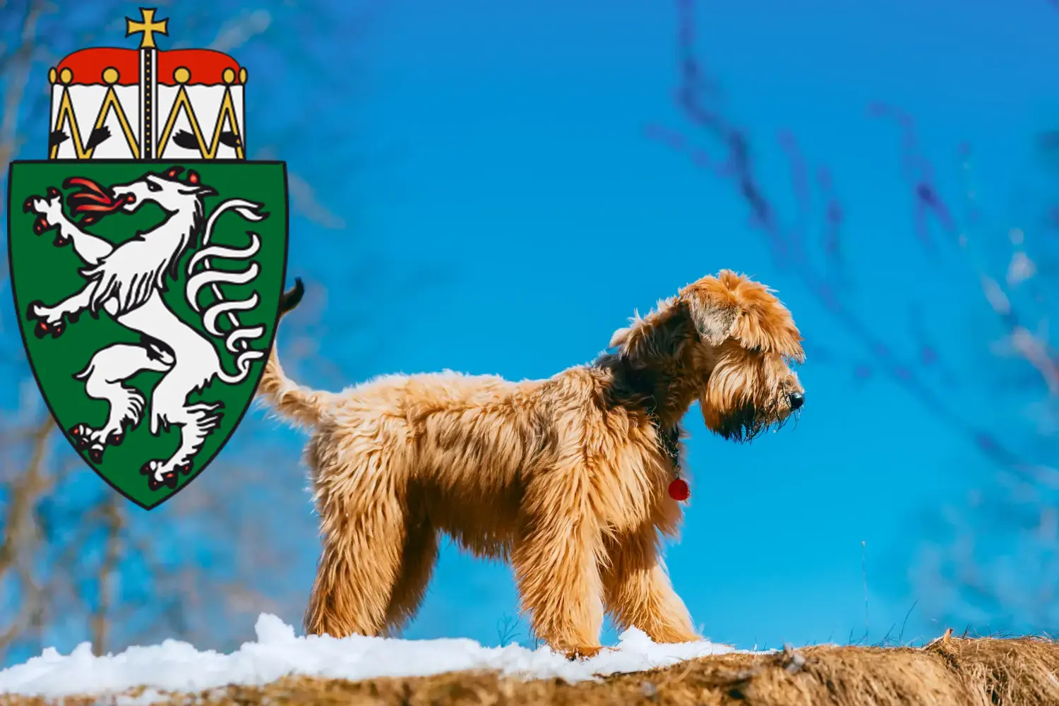 Read more about the article Irish Soft Coated Wheaten Terrier breeders and puppies in Styria