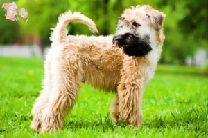 Read more about the article Irish Soft Coated Wheaten Terrier breeders and puppies in Syddanmark