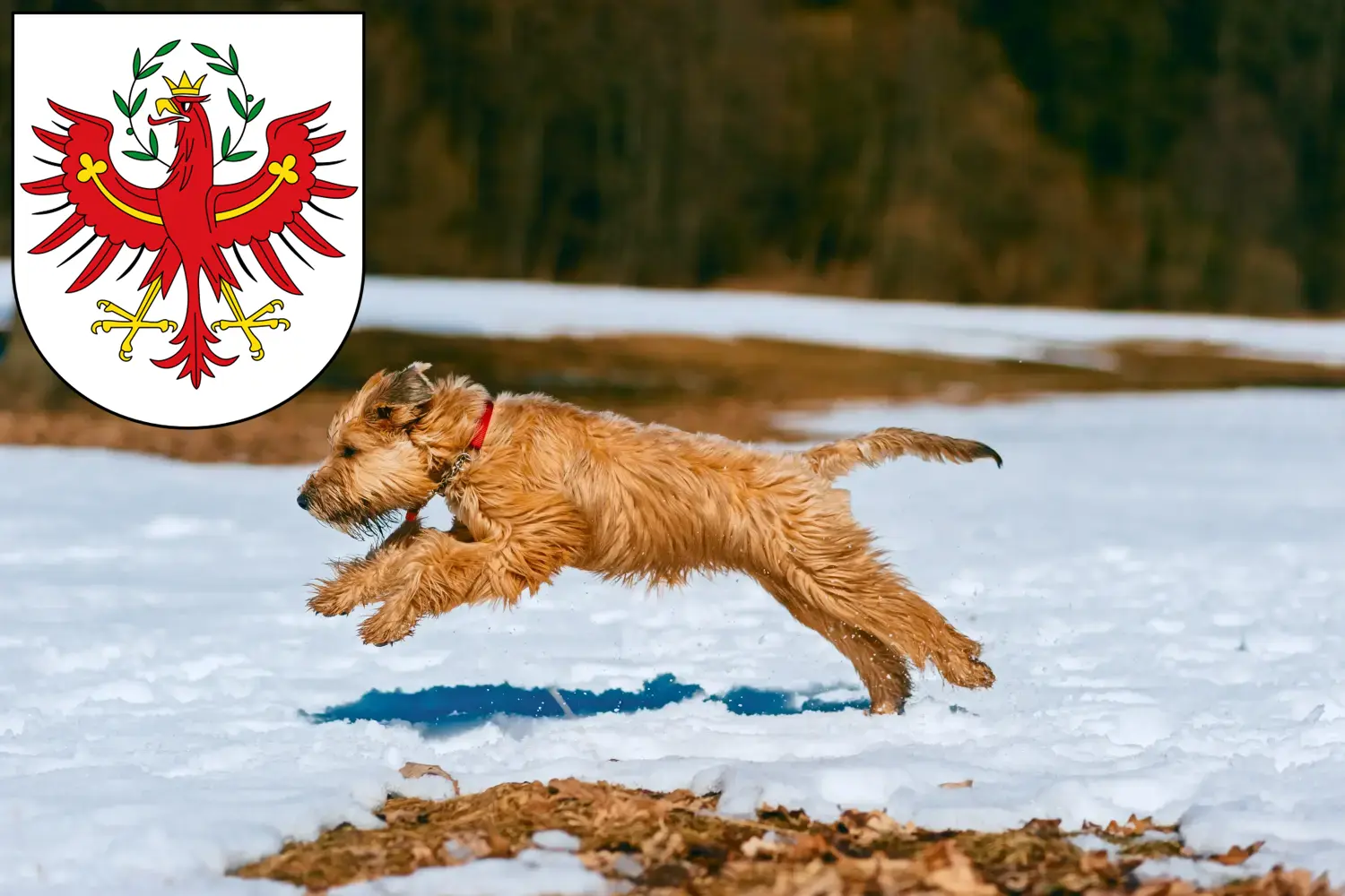 Read more about the article Irish Soft Coated Wheaten Terrier breeders and puppies in Tyrol