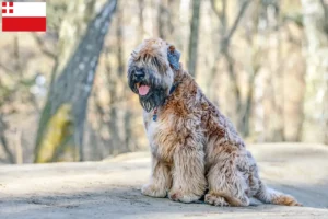 Read more about the article Irish Soft Coated Wheaten Terrier breeders and puppies in Utrecht