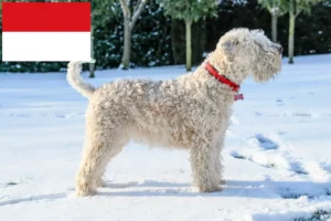 Read more about the article Irish Soft Coated Wheaten Terrier breeders and puppies in Vienna