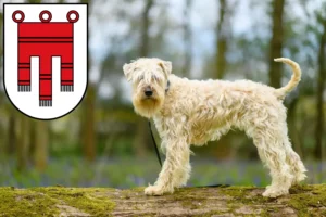 Read more about the article Irish Soft Coated Wheaten Terrier breeders and puppies in Vorarlberg