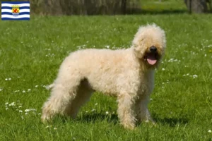 Read more about the article Irish Soft Coated Wheaten Terrier breeders and puppies in Zeeland