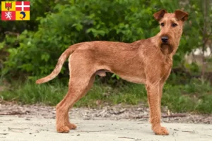 Read more about the article Irish Terrier breeders and puppies in Auvergne-Rhône-Alpes