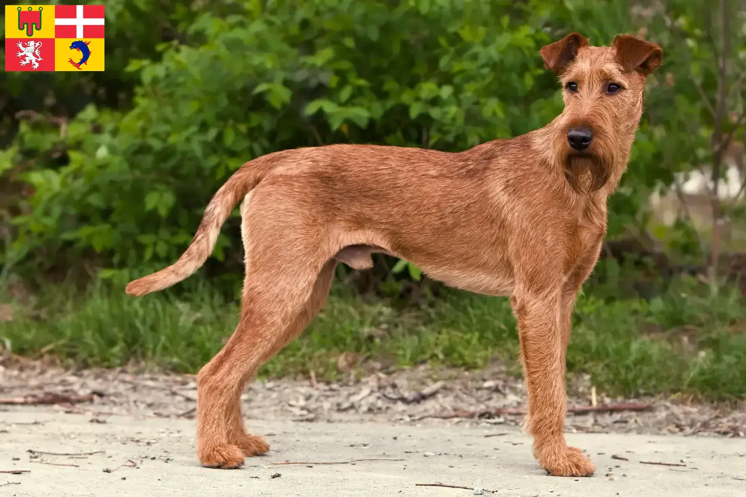 Read more about the article Irish Terrier breeders and puppies in Auvergne-Rhône-Alpes