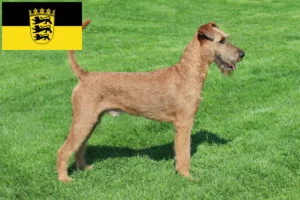 Read more about the article Irish Terrier breeders and puppies in Baden-Württemberg