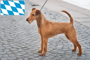 Read more about the article Irish Terrier breeders and puppies in Bavaria