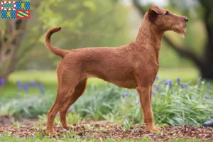 Read more about the article Irish Terrier breeders and puppies in Bourgogne-Franche-Comté