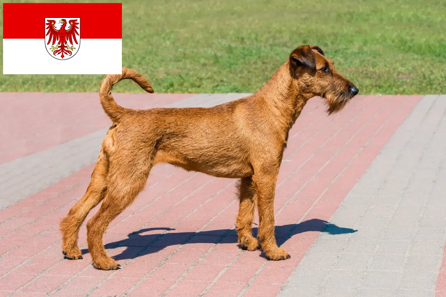 Read more about the article Irish Terrier breeders and puppies in Brandenburg