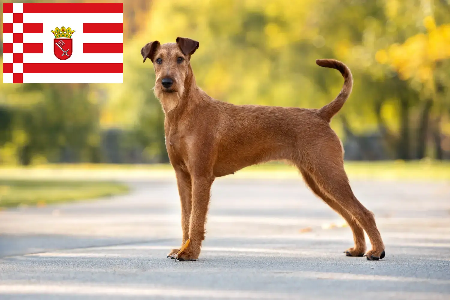 Read more about the article Irish Terrier breeders and puppies in Bremen