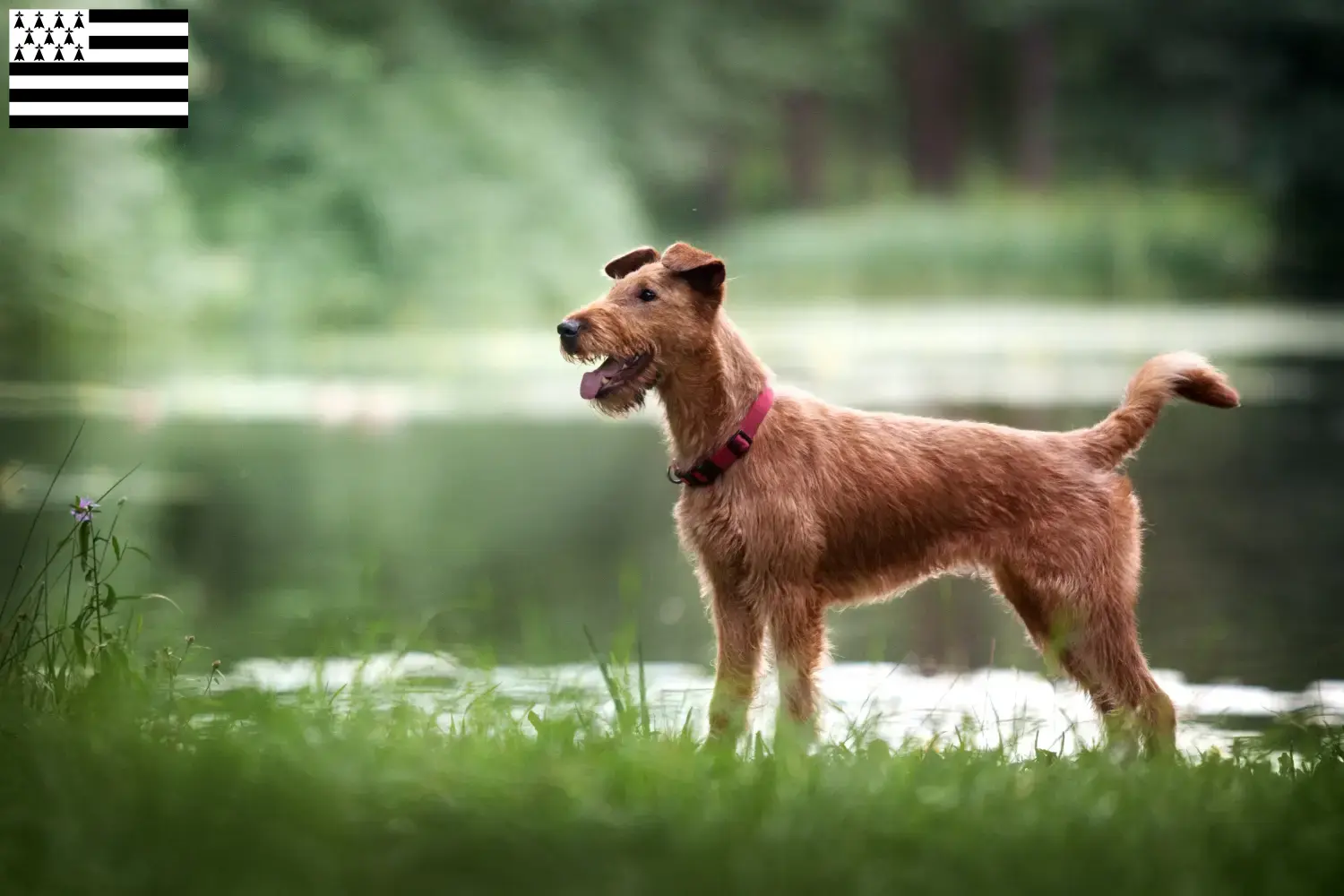 Read more about the article Irish Terrier breeders and puppies in Brittany