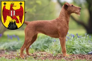 Read more about the article Irish Terrier breeders and puppies in Burgenland