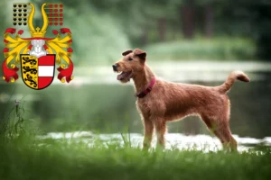 Read more about the article Irish Terrier breeders and puppies in Carinthia