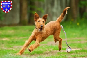 Read more about the article Irish Terrier breeders and puppies in Centre-Val de Loire