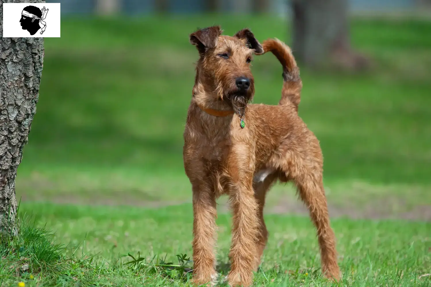 Read more about the article Irish Terrier breeders and puppies in Corsica