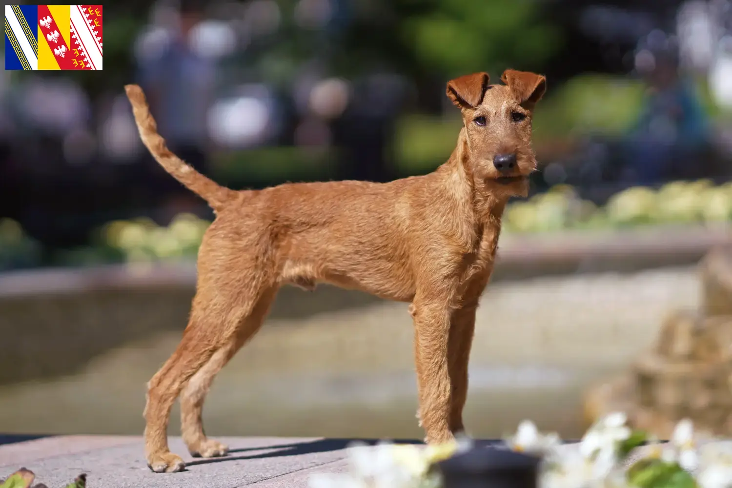 Read more about the article Irish Terrier breeders and puppies in Grand Est