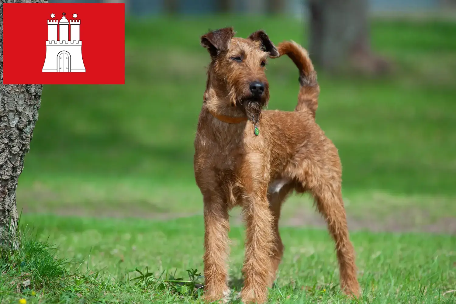 Read more about the article Irish Terrier breeders and puppies in Hamburg