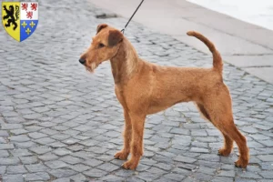 Read more about the article Irish Terrier breeders and puppies in Hauts-de-France
