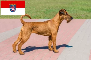 Read more about the article Irish Terrier breeders and puppies in Hessen