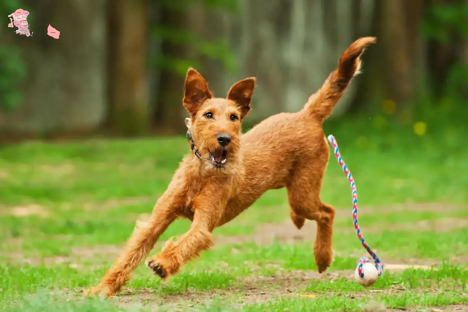 Read more about the article Irish Terrier breeders and puppies in Hovedstaden