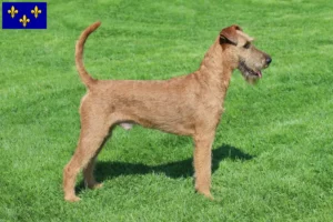 Read more about the article Irish Terrier breeders and puppies in Île-de-France