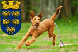 Read more about the article Irish Terrier breeders and puppies in Lower Austria