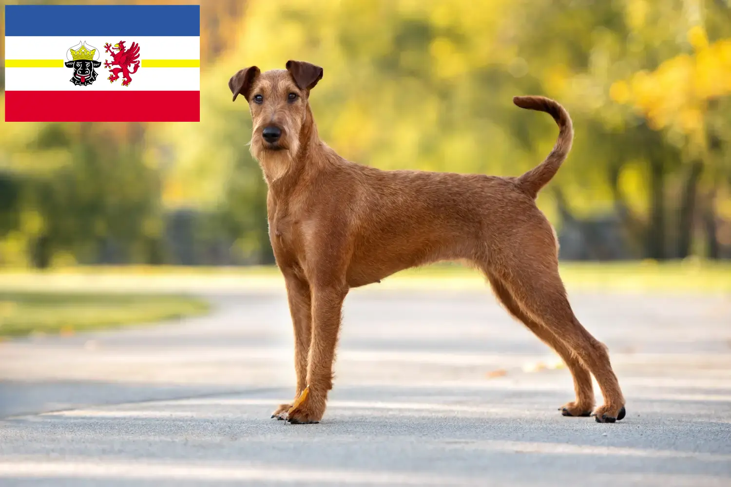 Read more about the article Irish Terrier breeders and puppies in Mecklenburg-Vorpommern