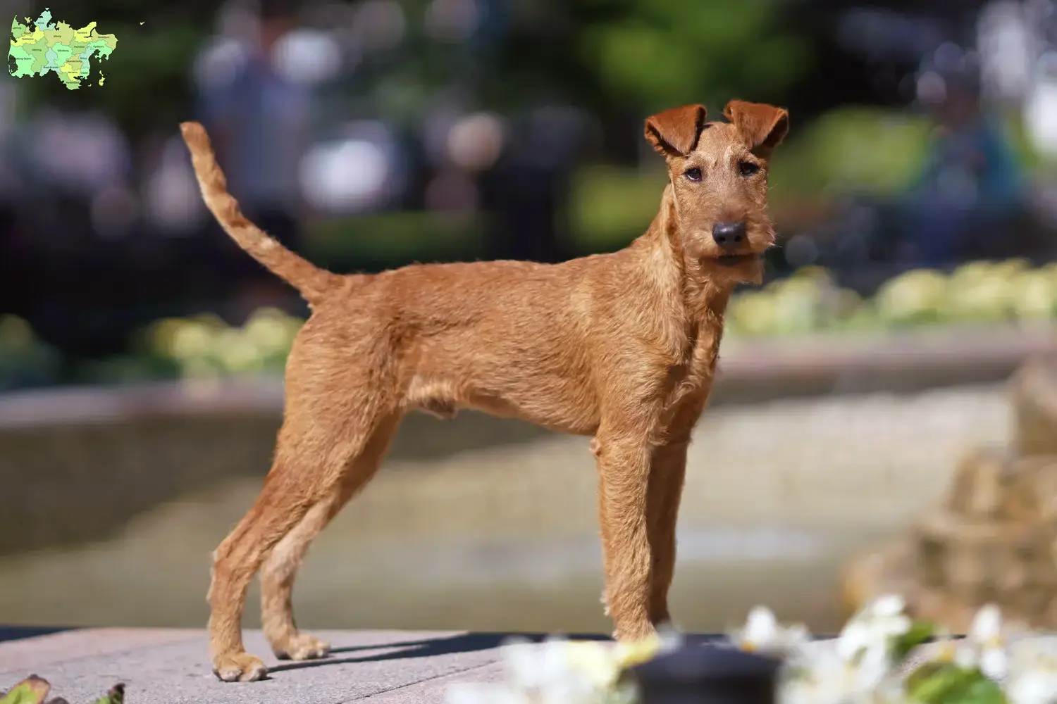 Read more about the article Irish Terrier breeders and puppies in Midtjylland