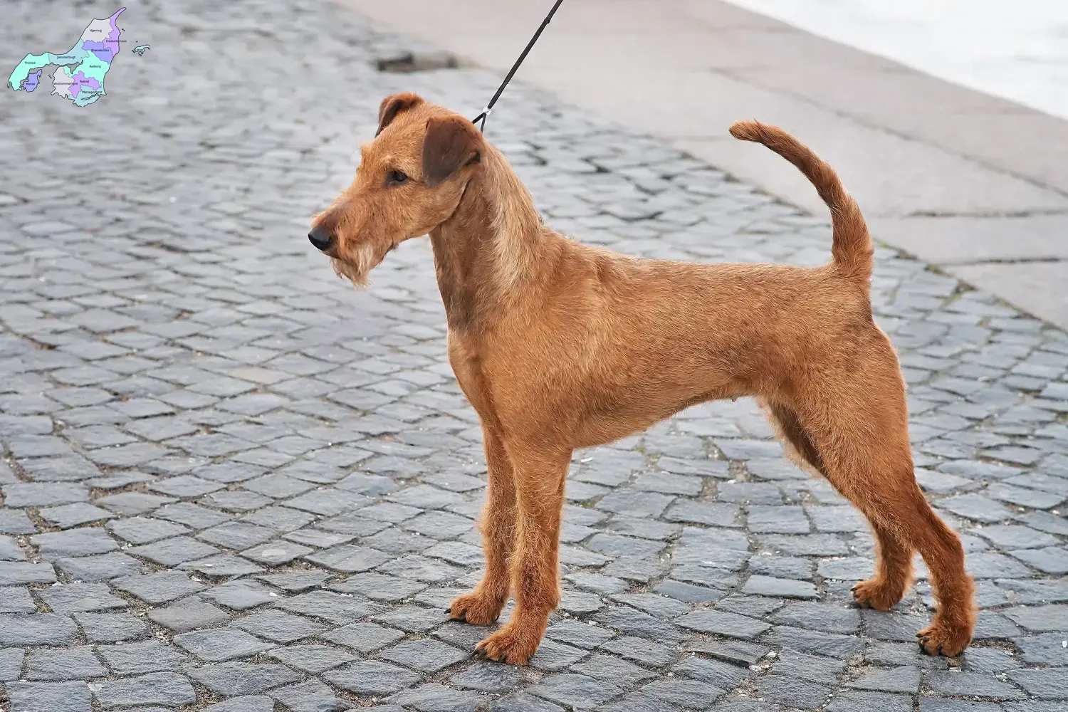 Read more about the article Irish Terrier breeders and puppies in Nordjylland