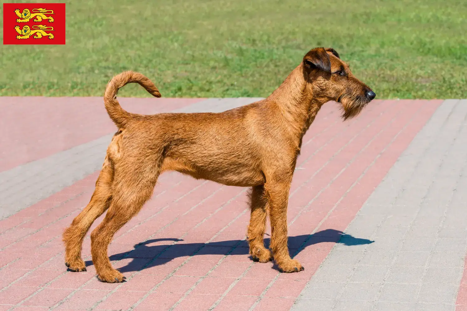 Read more about the article Irish Terrier breeders and puppies in Normandy