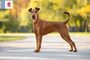 Read more about the article Irish Terrier breeders and puppies in Nouvelle-Aquitaine