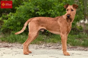 Read more about the article Irish Terrier breeders and puppies in Occitania