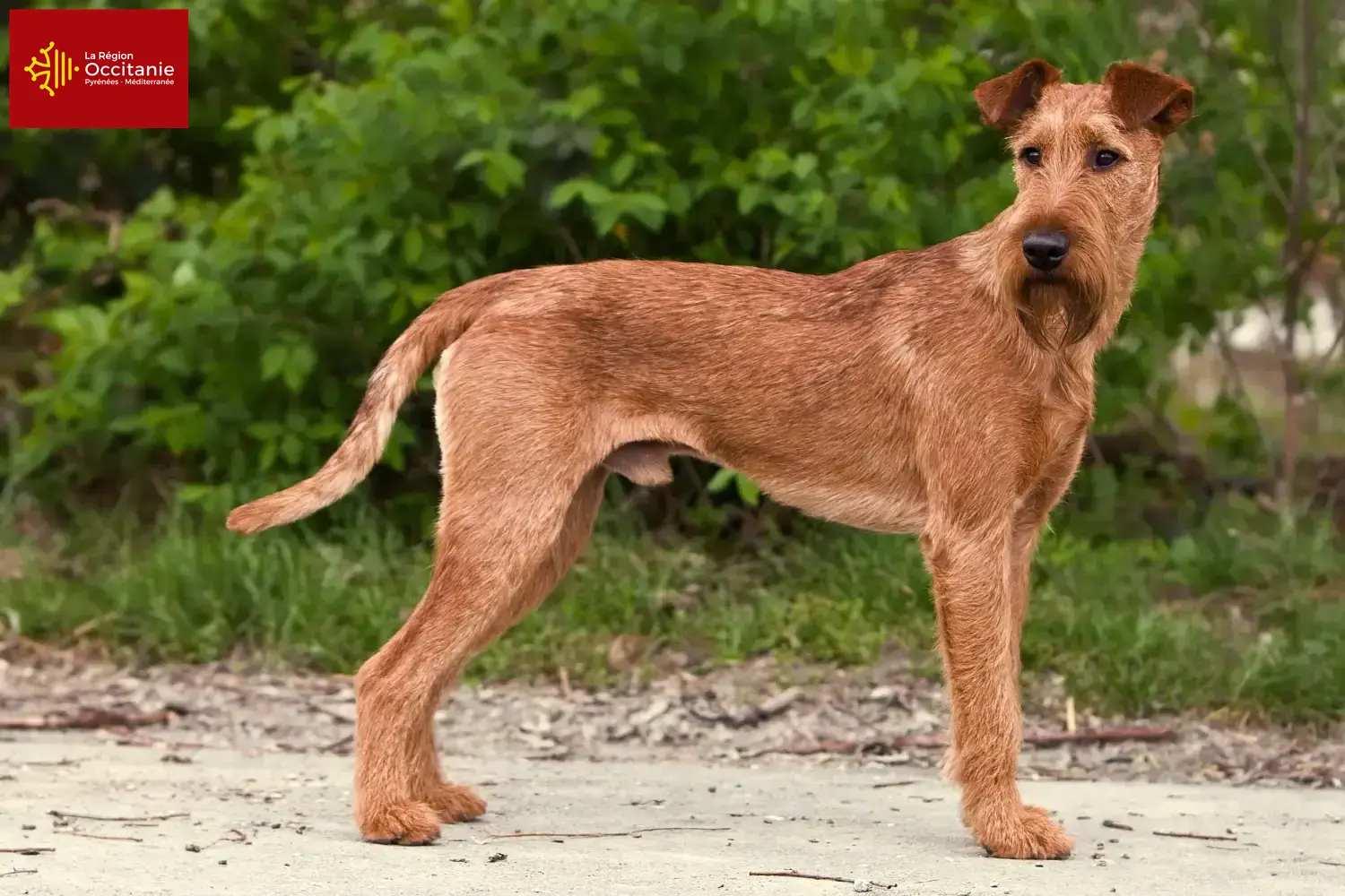 Read more about the article Irish Terrier breeders and puppies in Occitania