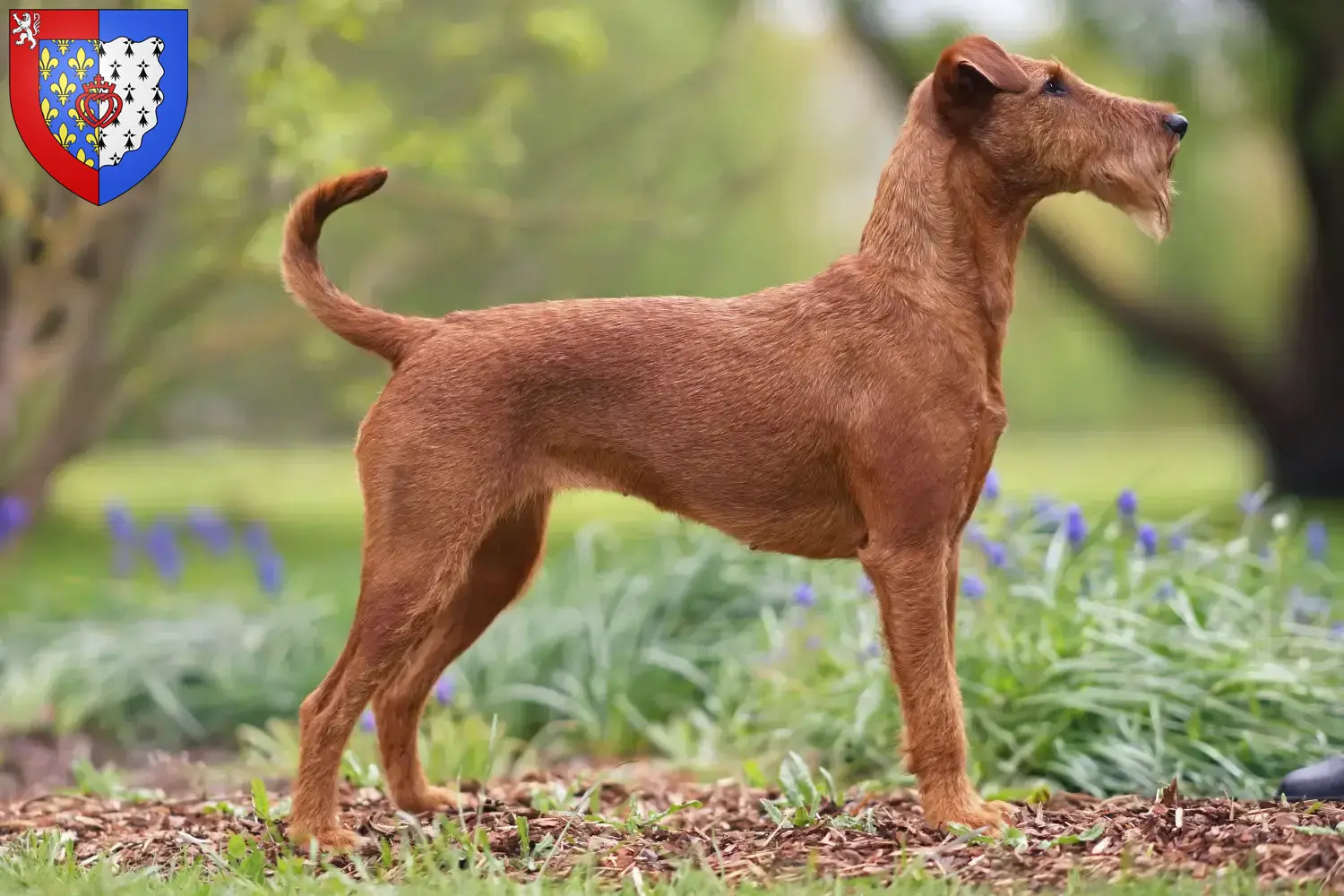 Read more about the article Irish Terrier breeders and puppies in Pays de la Loire