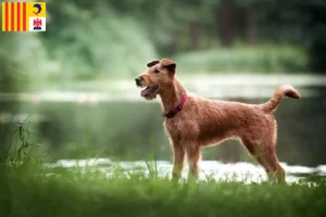 Read more about the article Irish Terrier breeders and puppies in Provence-Alpes-Côte d’Azur