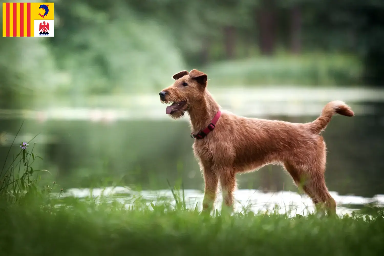 Read more about the article Irish Terrier breeders and puppies in Provence-Alpes-Côte d’Azur