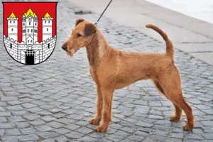 Read more about the article Irish Terrier breeders and puppies in Salzburg
