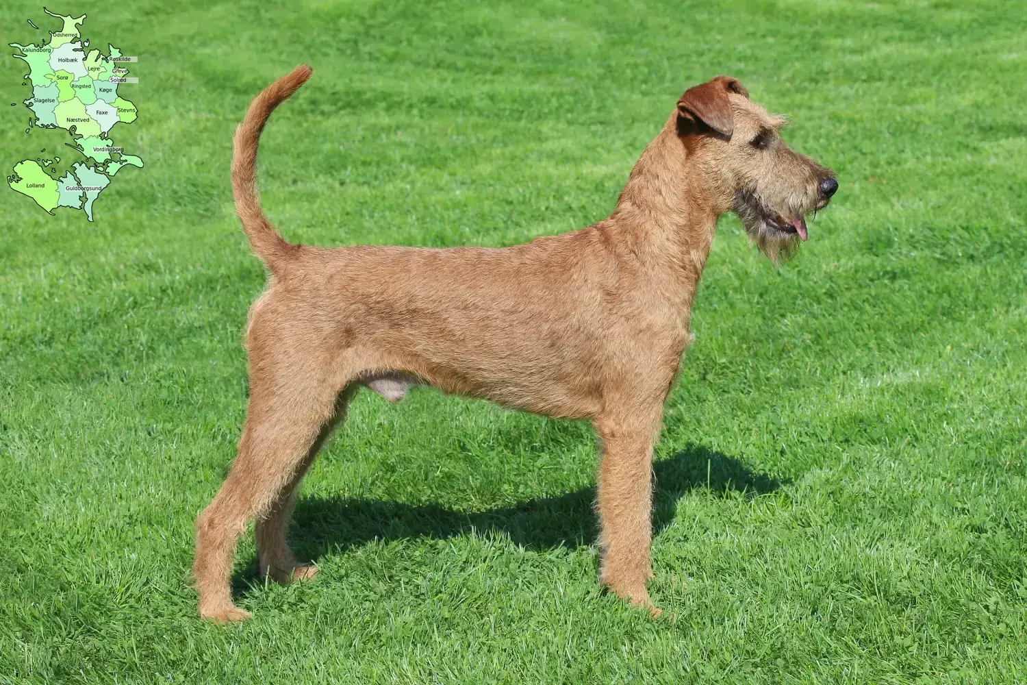 Read more about the article Irish Terrier breeders and puppies in Sjælland