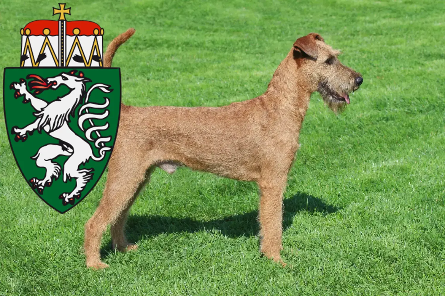 Read more about the article Irish Terrier breeders and puppies in Styria