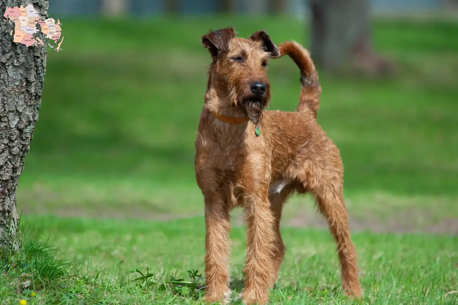 Read more about the article Irish Terrier breeders and puppies in Syddanmark