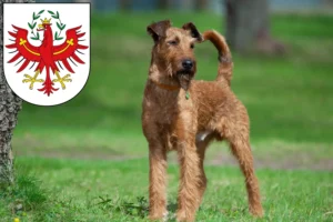 Read more about the article Irish Terrier breeders and puppies in Tirol