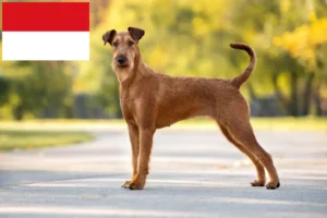Read more about the article Irish Terrier breeders and puppies in Vienna