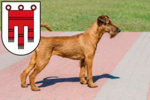 Read more about the article Irish Terrier breeders and puppies in Vorarlberg