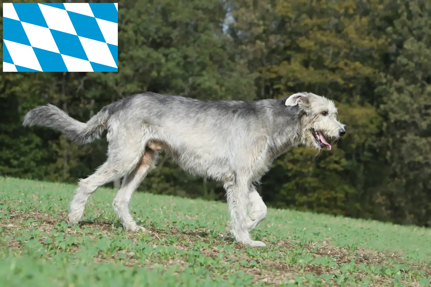 Read more about the article Irish Wolfhound breeders and puppies in Bavaria