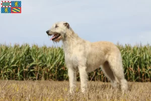 Read more about the article Irish Wolfhound breeders and puppies in Bourgogne-Franche-Comté